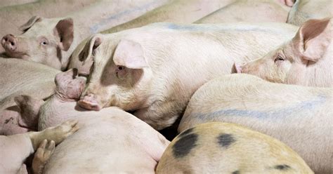 smithfield farms shipping hogs to china